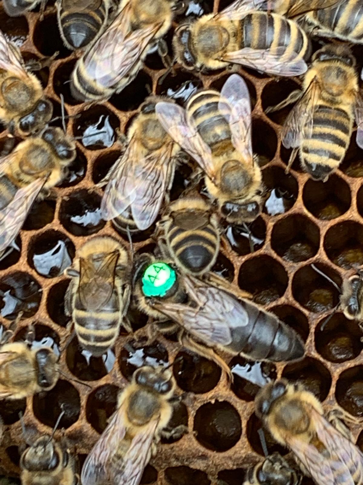 Markierte Bienenkönigin auf einer Wabe