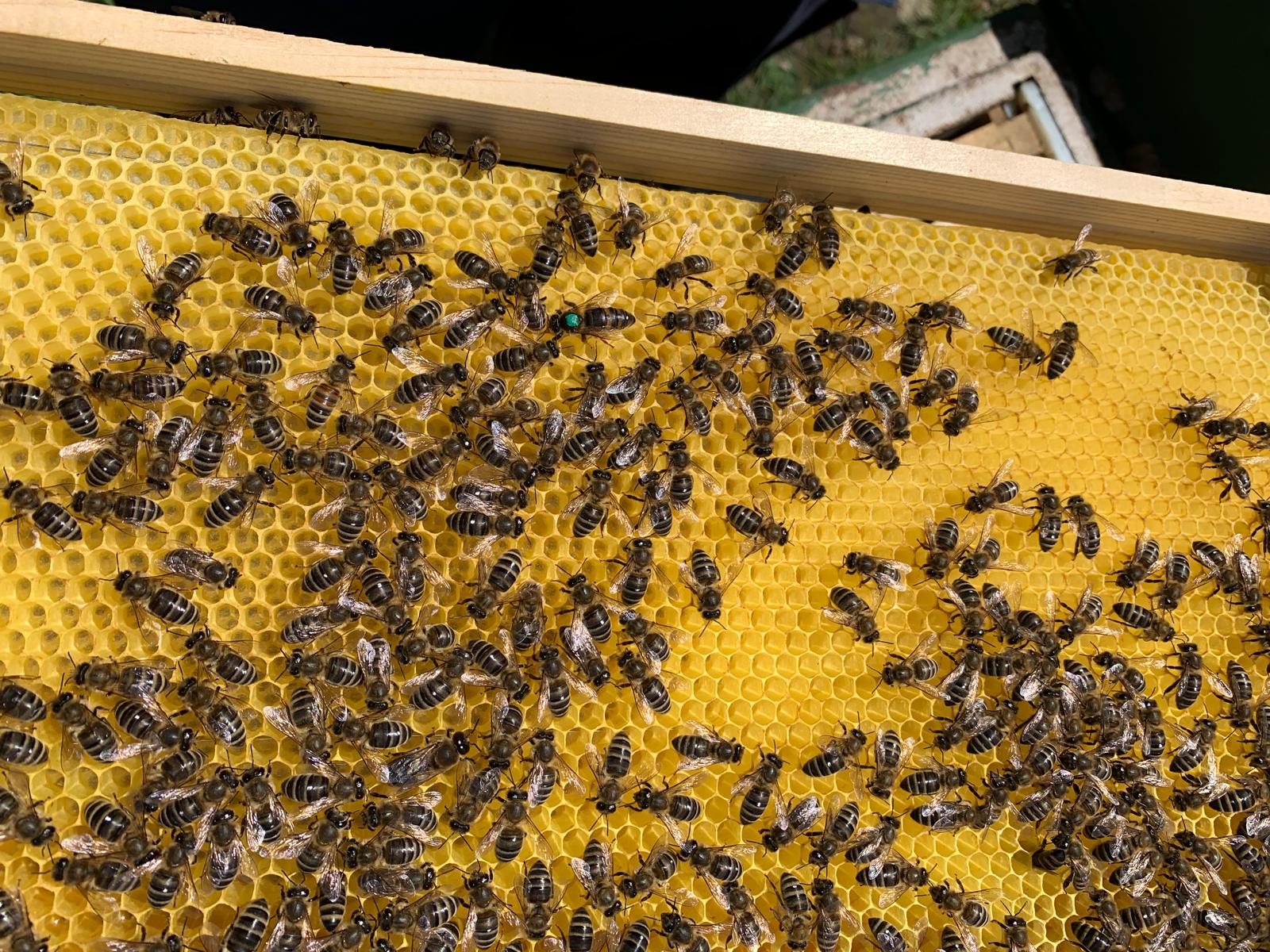 Besetzte Wabe bei der Arbeit am Volk