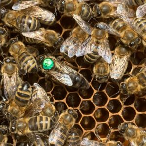 Markierte Bienenk&ouml;nigin auf einer Wabe