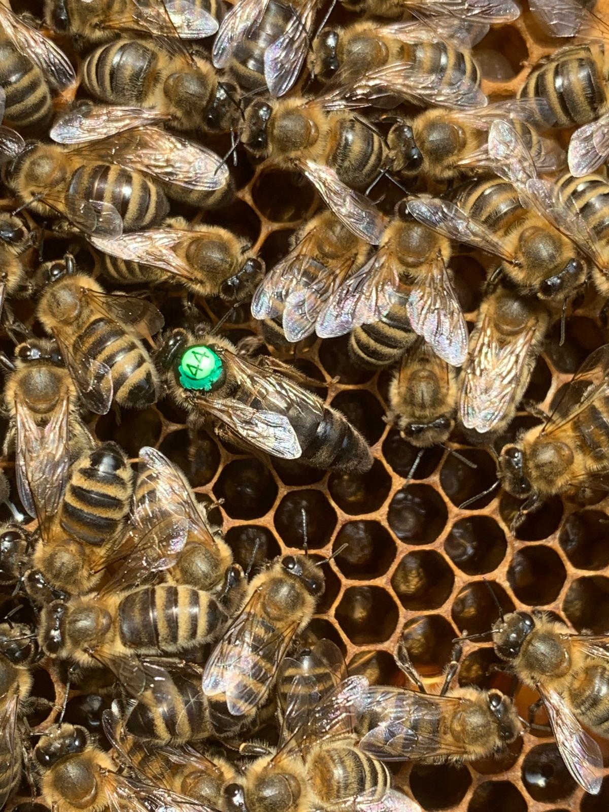 Markierte Bienenkönigin auf einer Wabe
